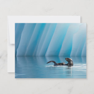 Afspeelbaar Zee Otter