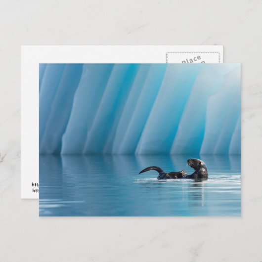 Afspeelbaar Zee Otter Briefkaart (Voorkant / Achterkant)