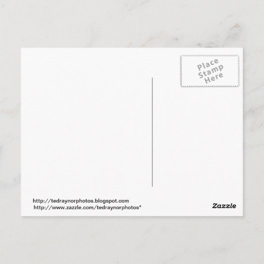 Afspeelbaar Zee Otter Briefkaart (Achterkant)