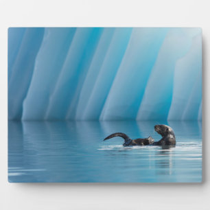 Afspeelbaar Zee Otter Fotoplaat