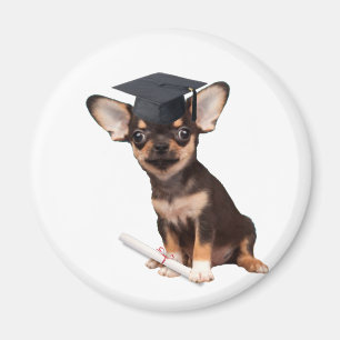 Afstuderen Chihuahua dog Magneet