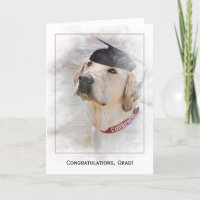 afstuderen felicitaties Labrador Retriever