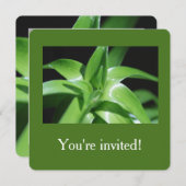 Afstuderen verse groene lantaarnbladeren kaart (Voorkant / Achterkant)