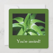 Afstuderen verse groene lantaarnbladeren kaart (Voorkant)