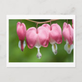 aftapmaag briefkaart (Voorkant)