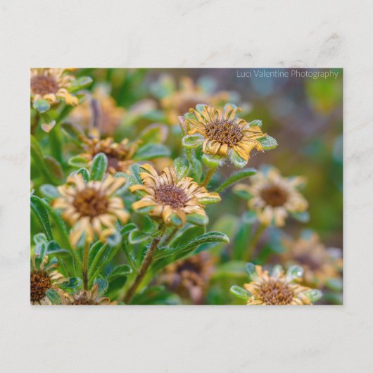 AfterBloom Briefkaart (Voorkant)