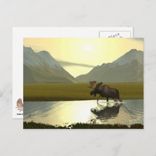 Aftermiddag Moose Briefkaart (Voorkant / Achterkant)