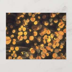 Aftermiddagzon Logs Logger's Uitnodiging tot pensi