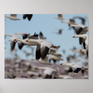 Afval in de Socorroskies Poster