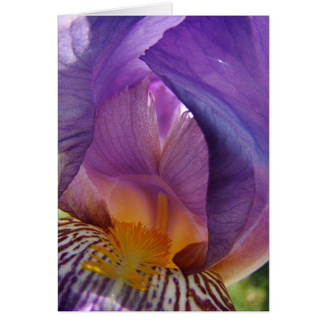 afwijking van de gordel (Voorkant)