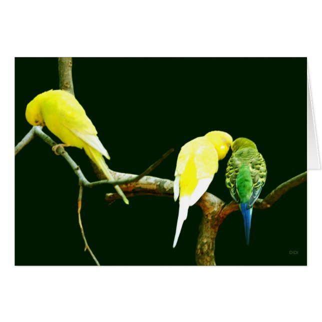 Afwijzing (Voorkant Horizontaal)