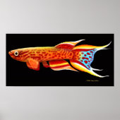 Afyosemion Australe Killifish Poster (Voorkant)