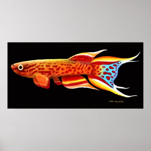 Afyosemion Australe Killifish Poster (Voorkant)