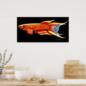 Afyosemion Australe Killifish Poster (Keuken)