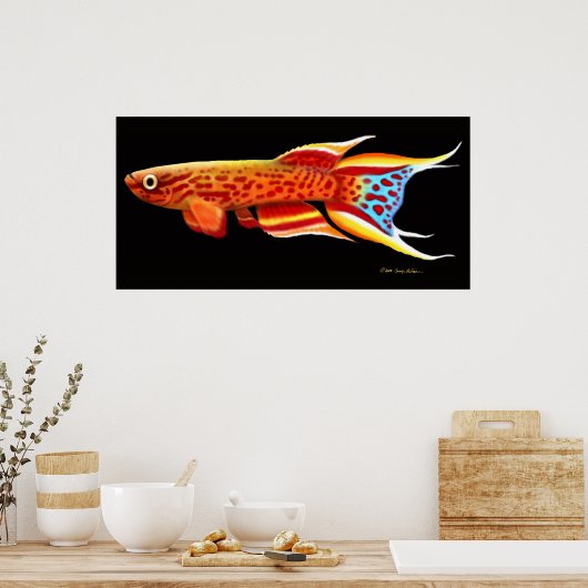 Afyosemion Australe Killifish Poster (Keuken)