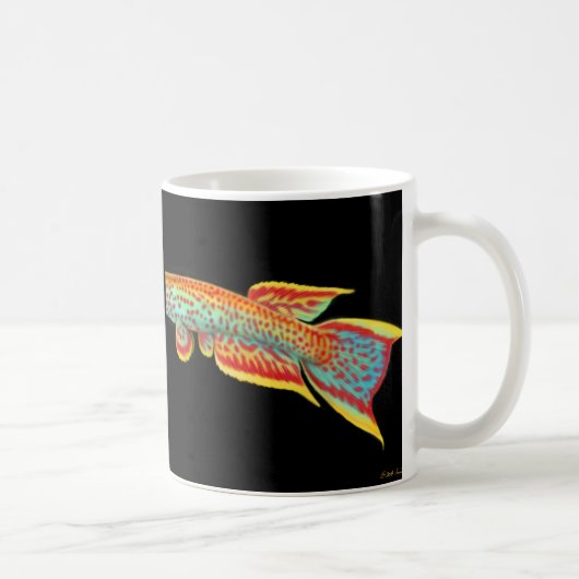 Afyosemion Killifish Mok (Rechts)