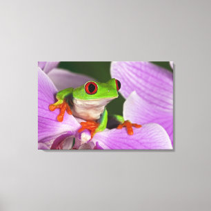 Agalychnis callidryas canvas afdruk