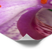 Agalychnis callidryas. poster (Hoek)