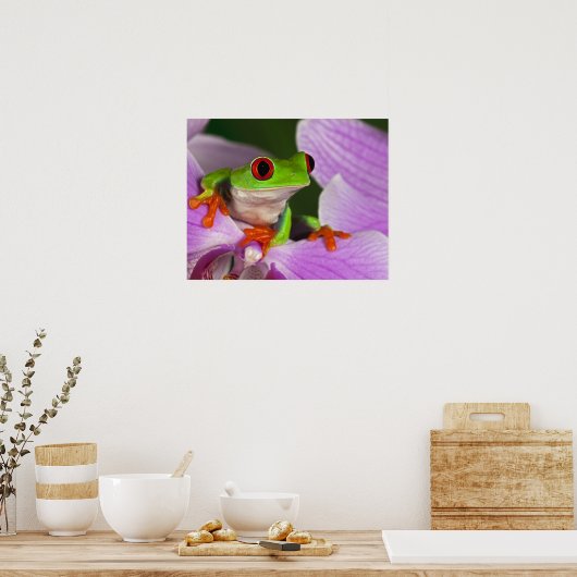 Agalychnis callidryas. poster (Keuken)