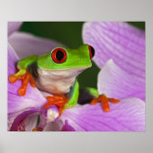 Agalychnis callidryas. poster (Voorkant)