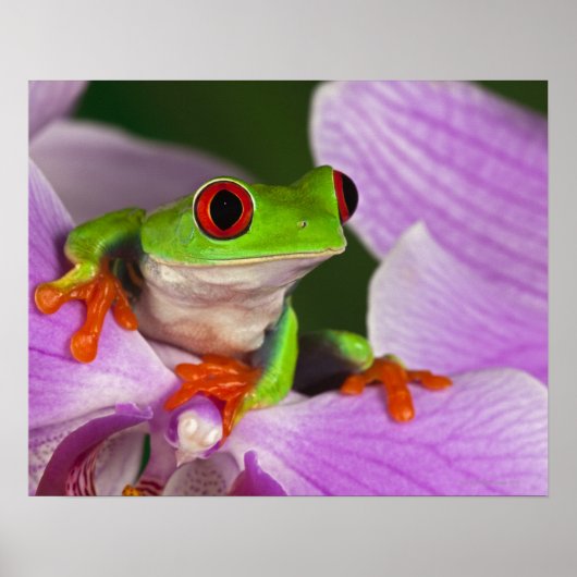 Agalychnis callidryas. poster (Voorkant)