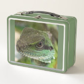 Agama, hagedis (Voorkant)