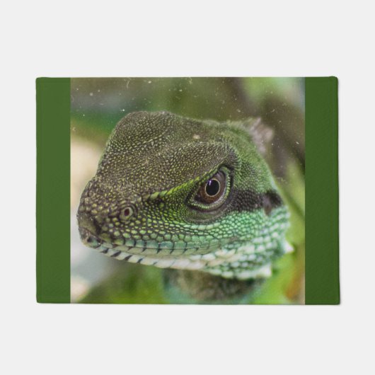 Agama, hagedis deurmat (Voorkant)