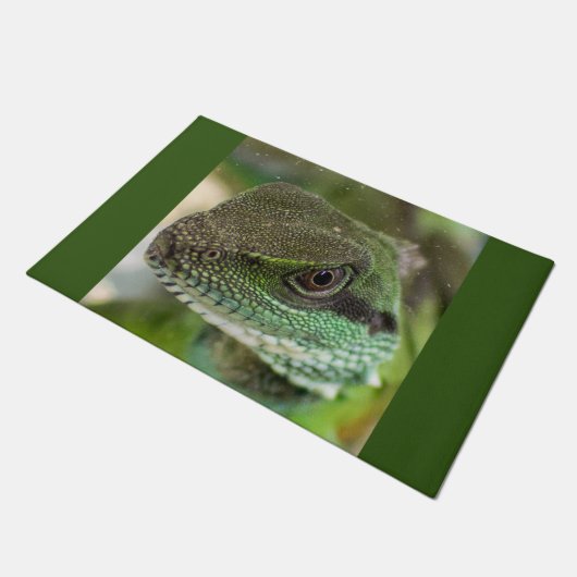 Agama, hagedis deurmat (Schuin)