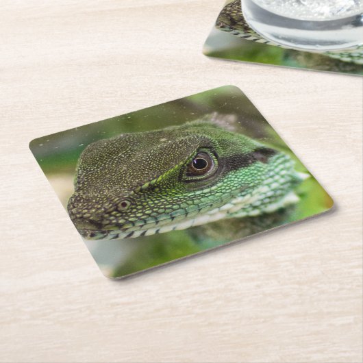 Agama, hagedis kartonnen onderzetters (Schuin)