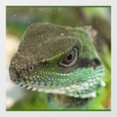 Agama, hagedis raamsticker (Vel)