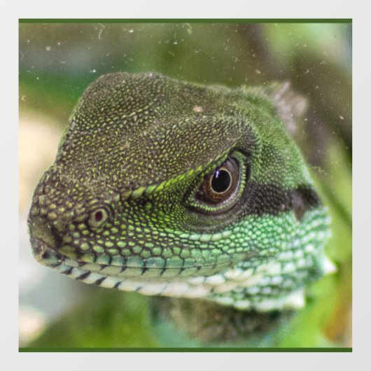 Agama, hagedis raamsticker (Vel)