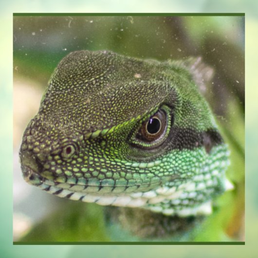 Agama, hagedis raamsticker (Vel 3)