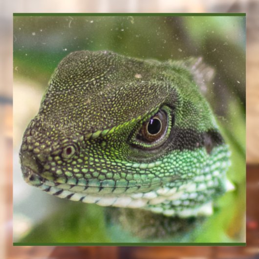 Agama, hagedis raamsticker (Vel 2)