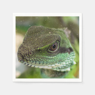 Agama, hagedis servet