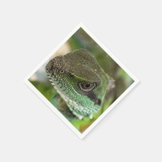 Agama, hagedis servet (Hoek)