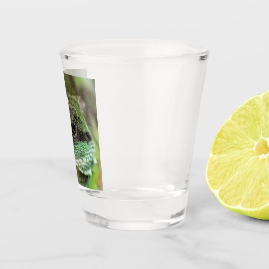 Agama, hagedis shot glas (Rechts)