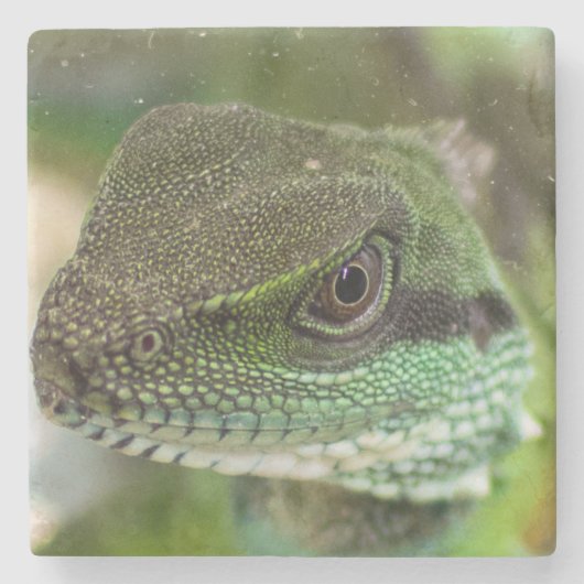 Agama, hagedis stenen onderzetter (Voorkant)