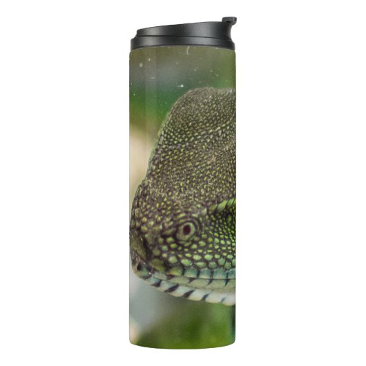 Agama, hagedis thermosbeker (Gedraaid links)