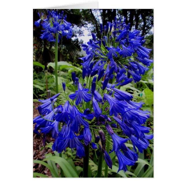 Agapanthus (Voorkant)