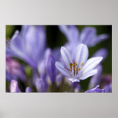 Agapanthus Afrianus Poster (Voorkant)