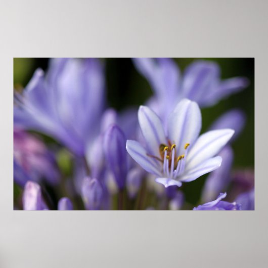 Agapanthus Afrianus Poster (Voorkant)