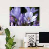 Agapanthus Afrianus Poster (Thuiskantoor)