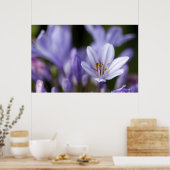 Agapanthus Afrianus Poster (Keuken)