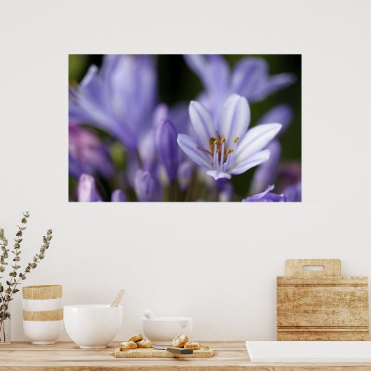 Agapanthus Afrianus Poster (Keuken)