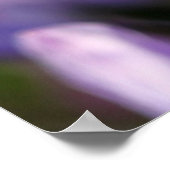 Agapanthus Afrianus Poster (Hoek)