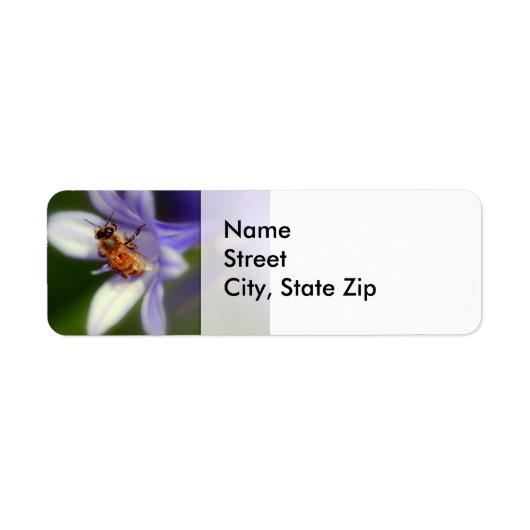 agapanthus africanus, retour adres label (Voorkant)