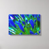 Agapanthus blue flower Canvas druk (Voorkant)