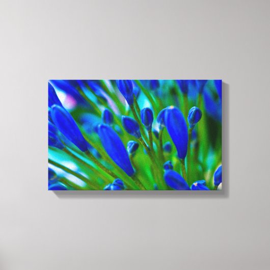 Agapanthus blue flower Canvas druk (Voorkant)