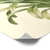Agapanthus Botanische Studie Poster (Hoek)