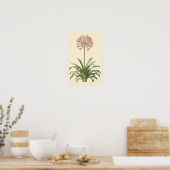 Agapanthus Botanische Studie Poster (Keuken)